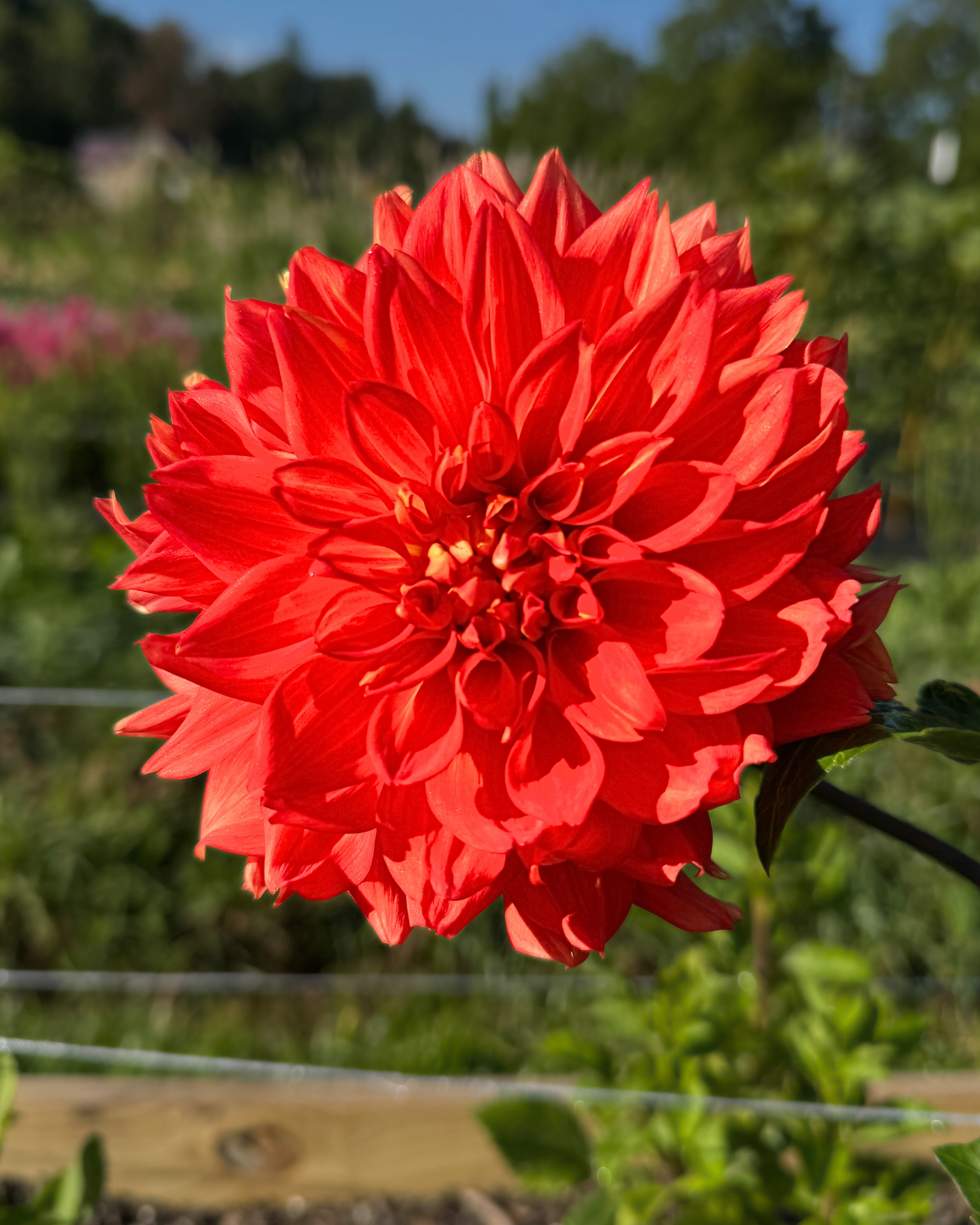 Neon Splendor Dahlia – Brilliant Flame Orange 8